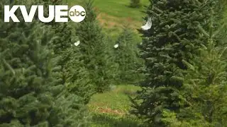 Where to recycle your Christmas tree in Travis, Williamson counties