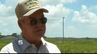 White Flies Unleashed During Cotton Season