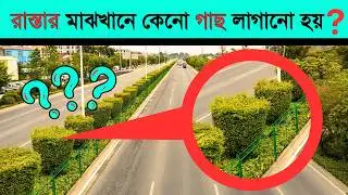 Why are trees planted in the middle of the road? Informative