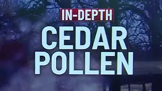 Why cedar didn’t spike Friday, but will soon
