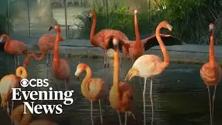 Why flamingos are returning to Florida