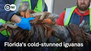 Why Floridians are happy about freezing iguanas falling from trees | DW News