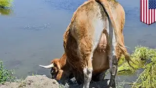 Why gassy cows are causing global warming - TomoNews