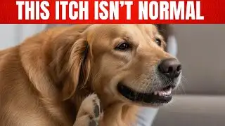 Why Is My Dog Itching All the Time | Skin Allergies Explained