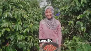 Why Single Origin Coffee Is So Expensive