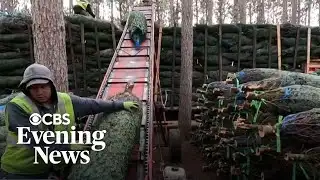Why tariffs might make real Christmas trees more attractive this year