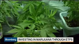 Why the Cannabis Sector Is on Fire