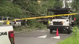 Why trees fall easier after rain | Weather Explainer
