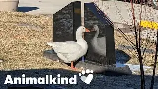 Widowed goose gets a second chance at love | Animalkind #goodnews