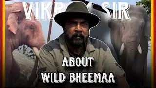 Wild ಭೀಮ🐘 ನ ಬಗ್ಗೆ ವಿಕ್ರಮ್ ಗೌಡ್ರು ಹೇಳಿದ ಮಾತು   #wild #bheema #bheemaelephant #bheemarmy #vikramgowda 