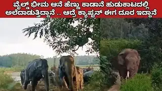 ವೈಲ್ಡ್ ಭೀಮ ವಾಸನೆ ಹಿಡಿದು ಹೆಣ್ಣು ಕಾಡಾನೆ ಹುಡುಕಾಟದಲ್ಲಿದ್ದಾನೆ, ಆದ್ರೆ ಕ್ಯಾಪ್ಟನ್ ದೂರ ಇದ್ದಾನೆ/ wild Bhima 