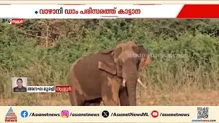 തൃശൂർ വാഴാനി ഡാം പരിസരത്ത് കാട്ടാന; ആനയുടെ കാലിന് ​ഗുരുതര പരിക്കെന്ന് വനംവകുപ്പ് | Wild Elephant