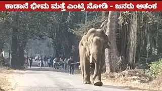 ಕಾಡಾನೆ ಭೀಮ ಎಂಟ್ರಿ ಮತ್ತೆ ಮೈನ್ ರೋಡ್ ನಲ್ಲಿ ಜನಸಾಗರ ನೋಡಿ | wild elephant Bhima entry viral 