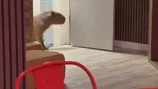 "Wild Encounters," a Capybara Cafe, coming to PCB