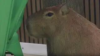 Wild Encounters Capybara Cafe opens