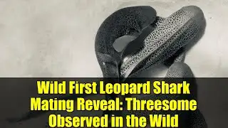 Wild First Leopard Shark Mating Reveal: Threesome Observed in the Wild