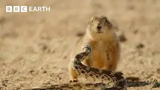 Wild Mexico | Extraordinary Wildlife Encounters | BBC Earth
