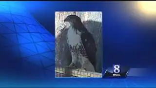 Wild Moments: Are red-tailed hawks dangerous?