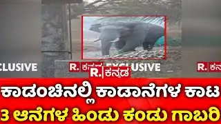 Wild Mysuru Elephant | ಆನೆಗಳನ್ನು ಕಂಡು ಗ್ರಾಮಸ್ಥರ ಕೂಗಾಟ, ಚೀರಾಟ | Hanchipura Village | Mysuru