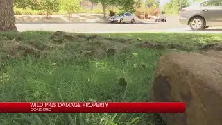Wild pigs damage property