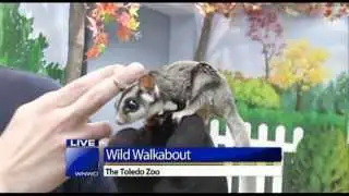 Wild Walkabout at Toledo Zoo