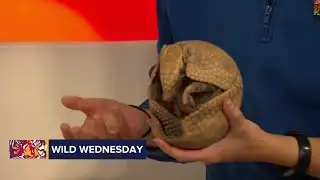 Wild Wednesday: Armelia the three-banded armadillo