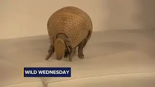 Wild Wednesday: Armelia the three-banded armadillo