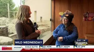 Wild Wednesday: Snow Monkeys