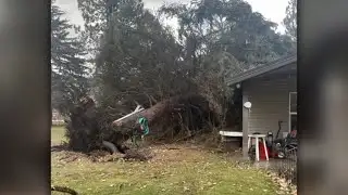 Wild winds send giant tree crashing into Huntsville home