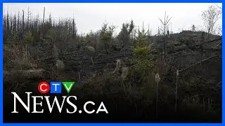 Wildfire under control in Cape Breton