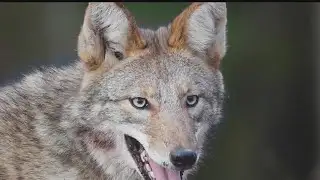 Wildlife experts caution pet owners to be cautious as coyotes are more active
