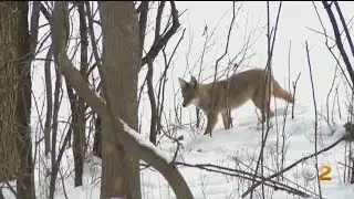 Wildlife Experts: Coyotes May Be Moving Into The Area