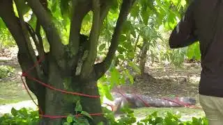 Wildlife Trapper Captures Massive Alligator from Florida Backyard