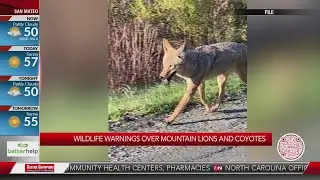 Wildlife warnings over mountain lions and coyotes