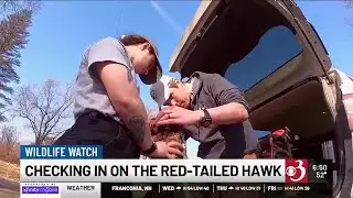 Wildlife Watch: Red-tailed hawks on the wing