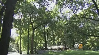 Will It Be A Great Year For Fall Foliage?