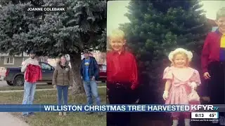 Williston harvests tree for annual Christmas tree lighting ceremony