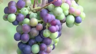 Wine grape crop shaping up to be a great season