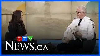 Winter pet safety tips from the NS SPCA