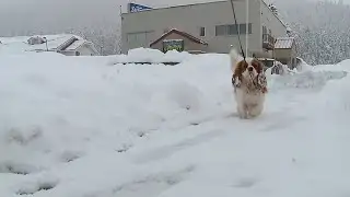 Winter pet safety tips from veterinarians