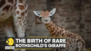 WION Climate Tracker| UK: Chester zoo cameras capture rare giraffe birth