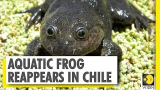 WION Dispatch: Chilean scientists rediscover 