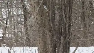 Wisconsin DNR debunks social media claims over 