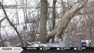 Wisconsin DNR responds to viral posts on ‘exploding trees’