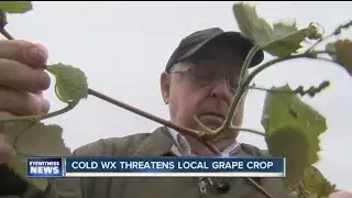 WNY grape growers worried about freezing temperatures
