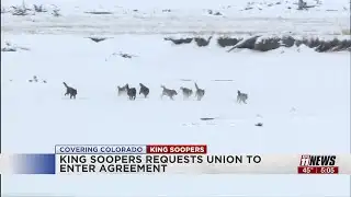 Wolf depredation confirmed in Jackson County