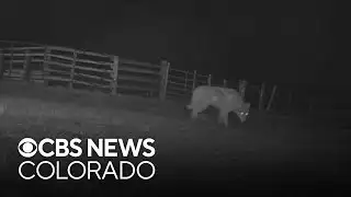 Wolf hazed with bean bag rounds in Jackson County after harassing livestock
