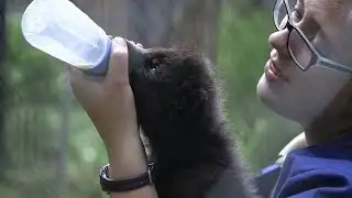 Wolf pup feeding time at Alaska Zoo
