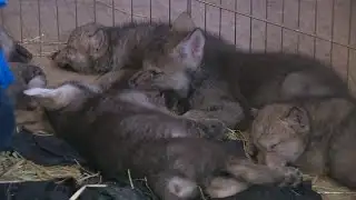 Wolf Puppies Under The Microscope In Bottle-Feeding Study