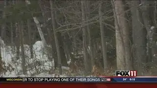 Wolves kill more dogs than normal this month